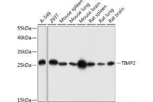 Western blot analysis of extracts of various cell lines using TIMP2 Polyclonal Antibody at dilution of 1:1000. (TIMP2 抗体)