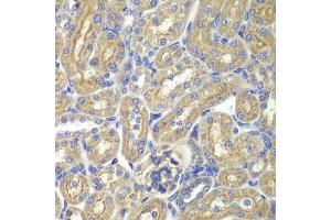 Immunohistochemistry of paraffin-embedded rat kidney using BAIAP2 antibody. (BAIAP2 抗体  (AA 362-521))