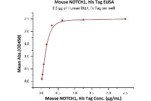 Immobilized Human DLL4, Fc Tag (ABIN2180974,ABIN2180973) at 5 μg/mL (100 μL/well) can bind Mouse NOTCH1, His Tag (ABIN6973183) with a linear range of 0. (Notch1 Protein (AA 19-526) (His tag))