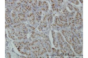 Immunoperoxidase of monoclonal antibody to MGAT4A on formalin-fixed paraffin-embedded human pancreas. (MGAT4A 抗体  (AA 436-535))
