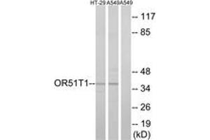 Western blot analysis of extracts from HT-29/A549 cells, using OR51T1 Antibody. (OR51T1 抗体  (AA 201-250))
