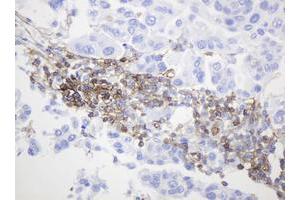 Image no. 4 for anti-CD99 (CD99) antibody (ABIN1497383) (CD99 抗体)