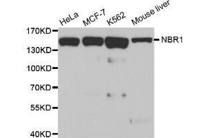Western blot analysis of extracts of various cell lines, using NBR1 antibody (ABIN5972123). (NBR1 抗体)