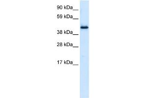 WB Suggested Anti-PLRG1 Antibody Titration:  0.