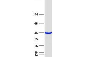 Validation with Western Blot