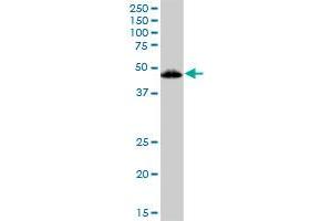 VDR MaxPab polyclonal antibody. (Vitamin D Receptor 抗体  (AA 1-427))