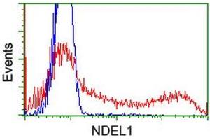 HEK293T cells transfected with either RC212323 overexpress plasmid (Red) or empty vector control plasmid (Blue) were immunostained by anti-NDEL1 antibody (ABIN2454688), and then analyzed by flow cytometry. (NDEL1 抗体)