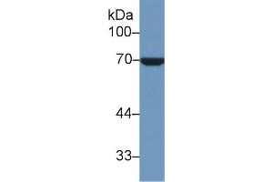 Western blot analysis of Human HeLa cell lysate, using Human HSPA1L Antibody (1 µg/ml) and HRP-conjugated Goat Anti-Rabbit antibody (