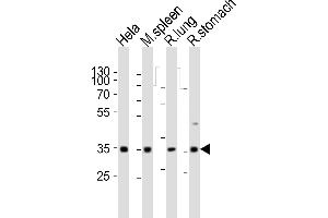 Western blot analysis of lysates from Hela cell line, mouse spleen, rat lung, rat stomach tissue (from left to right), using Ccnd3 Antibody (N-term) (ABIN6242272 and ABIN6577680). (Cyclin D3 抗体  (N-Term))