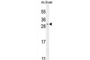 Western Blotting (WB) image for anti-Shisa Homolog 3 (SHISA3) antibody (ABIN2996383) (SHISA3 抗体)
