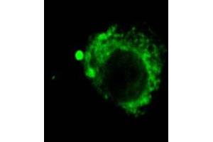 Immunocytochemistry/Immunofluorescence analysis using Rat Anti-LAMP2 Monoclonal Antibody, Clone GL2A7 . (LAMP2 抗体  (FITC))