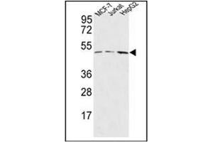Western blot analysis of HAPLN1 Antibody (N-term) in MCF-7,Jurkat,HepG2 cell line lysates (35ug/lane). (HAPLN1 抗体  (N-Term))