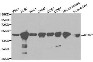 Western blot analysis of extracts of various cell lines, using ACTR3 antibody. (ACTR3 抗体  (AA 1-418))