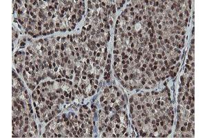 Image no. 3 for anti-Mitochondrial Intermediate Peptidase (MIPEP) (AA 174-516) antibody (ABIN1491016)