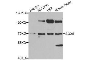 Western Blotting (WB) image for anti-SRY (Sex Determining Region Y)-Box 5 (SOX5) (AA 1-120) antibody (ABIN6148303)
