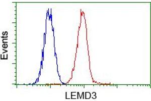 Image no. 2 for anti-LEM Domain Containing 3 (LEMD3) antibody (ABIN1499117) (LEMD3 抗体)