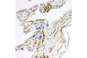Anti-CD34 antibody, IHC(F) IHC(F): Rat Placenta Tissue