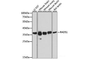 Western blot analysis of extracts of various cell lines using RAD51 Polyclonal Antibody at dilution of 1:1000. (RAD51 抗体)