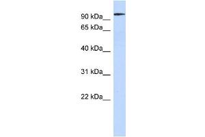 WB Suggested Anti-SP3 Antibody Titration:  0. (Sp3 抗体  (Middle Region))