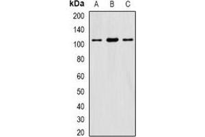 Western blot analysis of eIF3C expression in HepG2 (A), SW620 (B), mouse testis (C) whole cell lysates. (EIF3C 抗体)