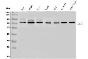 Western blot analysis of TORC1/CRTC1 using anti-TORC1/CRTC1 antibody (ABIN7602801).