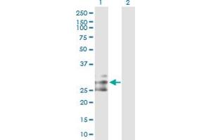 Western Blot analysis of FLT3LG expression in transfected 293T cell line by FLT3LG MaxPab polyclonal antibody. (FLT3LG 抗体  (AA 1-235))