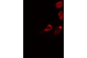 ABIN6275307 staining 293 cells by IF/ICC. (Septin 3 抗体  (Internal Region))