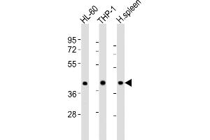 All lanes : Anti-FCGR1A Antibody (Center) at 1:8000 dilution Lane 1: HL-60 whole cell lysates Lane 2: THP-1 whole cell lysates Lane 3: human spleen lysates Lysates/proteins at 20 μg per lane. (FCGR1A 抗体  (AA 168-200))