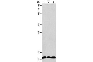 Western Blotting (WB) image for anti-Ribosomal Protein S27 (RPS27) antibody (ABIN2420909) (RPS27 抗体)