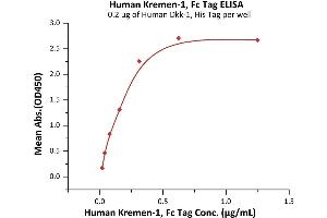 Immobilized Human Dkk-1, His Tag (ABIN2180966,ABIN2180965) at 2 μg/mL (100 μL/well) can bind Human Kremen-1, Fc Tag (ABIN6973141) with a linear range of 0. (KREMEN1 Protein (AA 21-392) (Fc Tag))