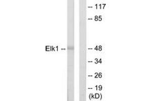 Western blot analysis of extracts from HeLa cells, using Elk1 Antibody. (ELK1 抗体  (AA 1-50))