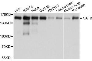 Western blot analysis of extracts of various cells, using SAFB antibody. (SAFB 抗体)