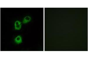 Immunofluorescence analysis of MCF7 cells, using OR5M1 Antibody. (OR5M1 抗体  (AA 240-289))