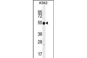 KRT25 Antibody (C-term) (ABIN655199 and ABIN2844814) western blot analysis in K562 cell line lysates (35 μg/lane). (Keratin 25 抗体  (C-Term))