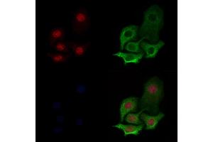 Histone H3 Antibody staining Hela cells by IF/ICC. (Histone 3 抗体)