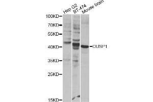 Western blot analysis of extracts of various cell lines, using DUSP1 Antibody.