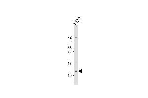 Anti-SCGB2A2 Antibody (N-Term) at 1:2000 dilution + T47D whole cell lysate Lysates/proteins at 20 μg per lane. (Mammaglobin A 抗体  (AA 22-51))