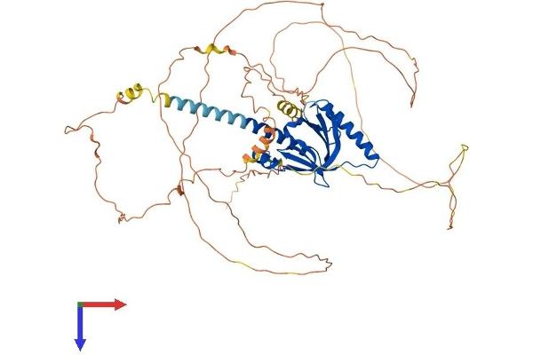 DAB1 Protein (AA 1-588) (His tag)