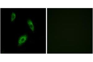 Immunofluorescence (IF) image for anti-G Protein-Coupled Receptor 174 (GPR174) (AA 131-180) antibody (ABIN2890859) (GPR174 抗体  (AA 131-180))