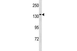 MCM9 antibody western blot analysis in 293 lysate. (MCM9 抗体  (AA 316-345))