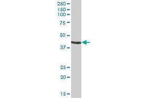GATM MaxPab polyclonal antibody. (GATM 抗体  (AA 1-423))