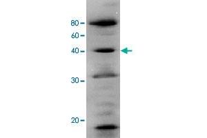 Identification of human Polb in the crude extract of MCF-7 cell by western blotting using Polb polyclonal antibody .