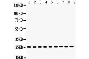 Anti- Peroxiredoxin 3 Picoband antibody, Western blotting All lanes: Anti Peroxiredoxin 3  at 0.