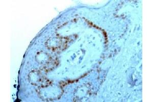 IHC staining of FFPE human skin with Nucleoli marker antibody.