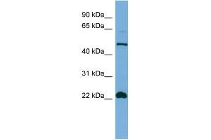WB Suggested Anti-HEMGN Antibody Titration: 0. (HEMGN 抗体  (N-Term))