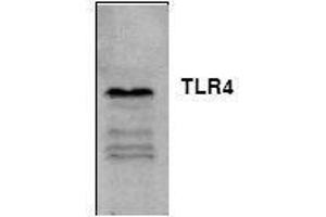Image no. 1 for anti-Toll-Like Receptor 4 (TLR4) antibody (ABIN127057) (TLR4 抗体)