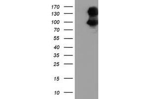 Western Blotting (WB) image for anti-Dipeptidyl-Peptidase 9 (DPP9) antibody (ABIN1497896) (DPP9 抗体)
