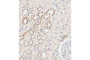Immunohistochemical analysis of paraffin-embedded human kidney tissue using B performed on the Leica® BOND RXm. (MUC20 抗体  (C-Term))