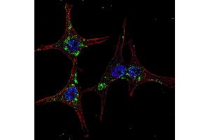 Fluorescent confocal image of HeLa cells stained with SYVN1 (HRD1) antibody. (SYVN1 抗体  (C-Term))