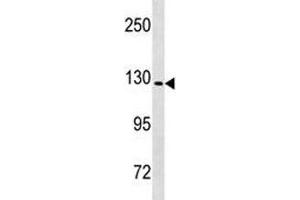 Nlrp6 antibody western blot analysis in mouse heart tissue lysate. (NLRP6 抗体  (AA 343-372))